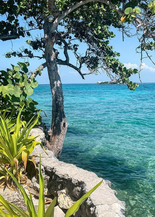 Tropical beach scene with clear blue water, green plants, and a tree.