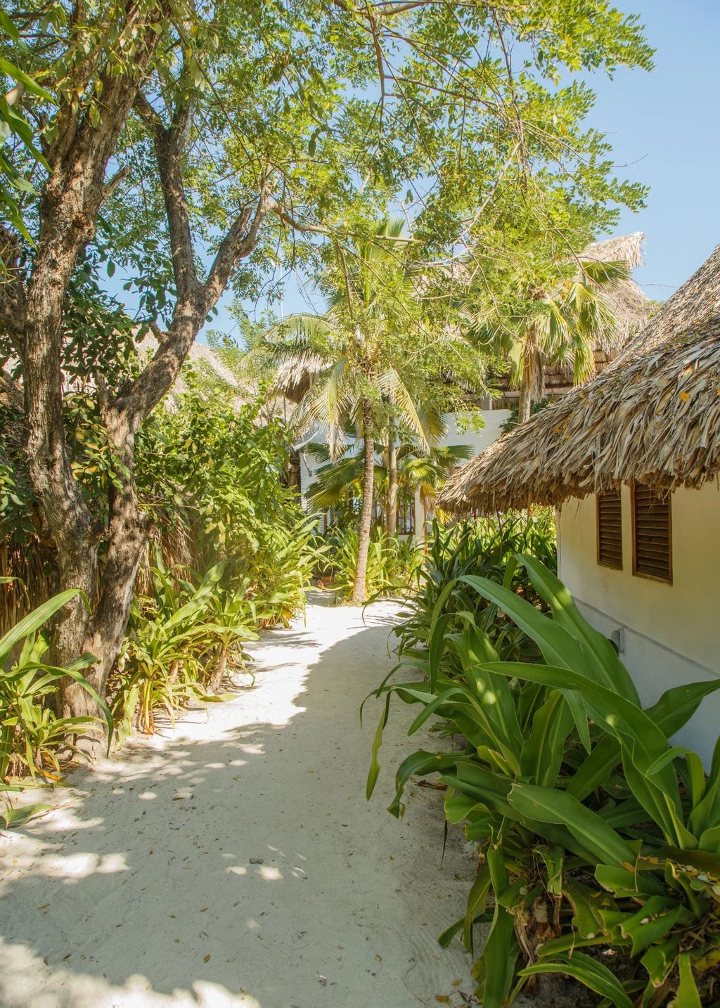 Pathway through tropical vegetation with thatched-roof buildings on a sunny day.