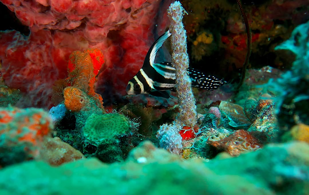 Isla San Pedro de Majagua – Rosario Islands Day Pass