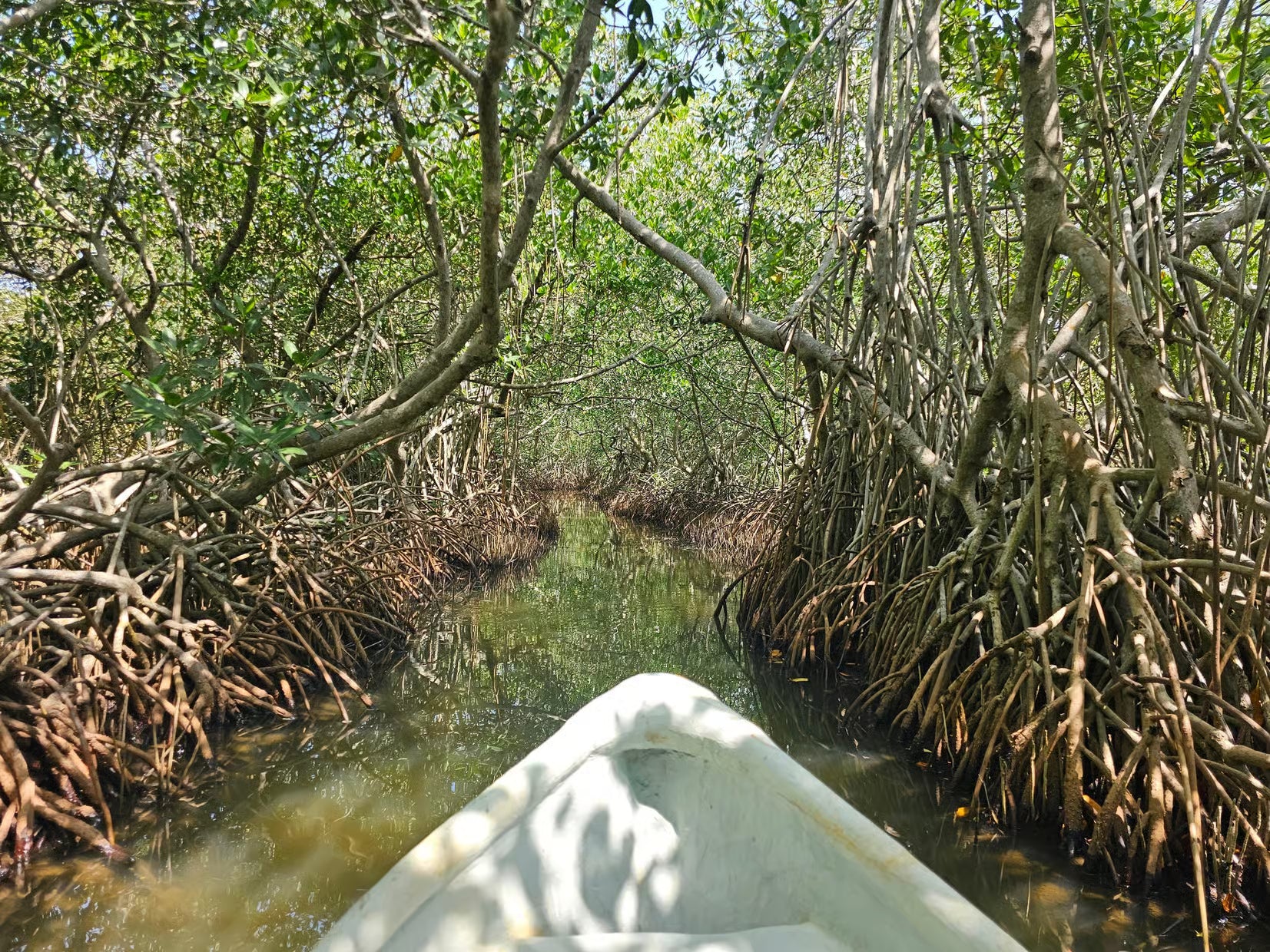 Mangrove Fishing Tour in Cartagena: Canoe Ride & Local Culture