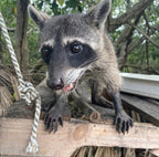Mangrove Fishing Tour in Cartagena: Canoe Ride & Local Culture - Cartagena Day Tours