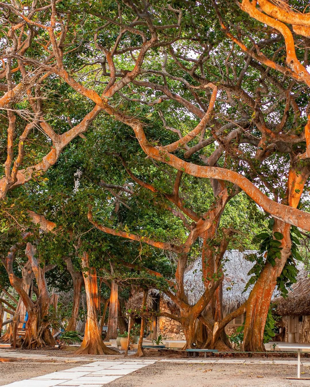 San Pedro de Majagua – Exclusive Island Day Pass Cartagena - Cartagena Day Tours